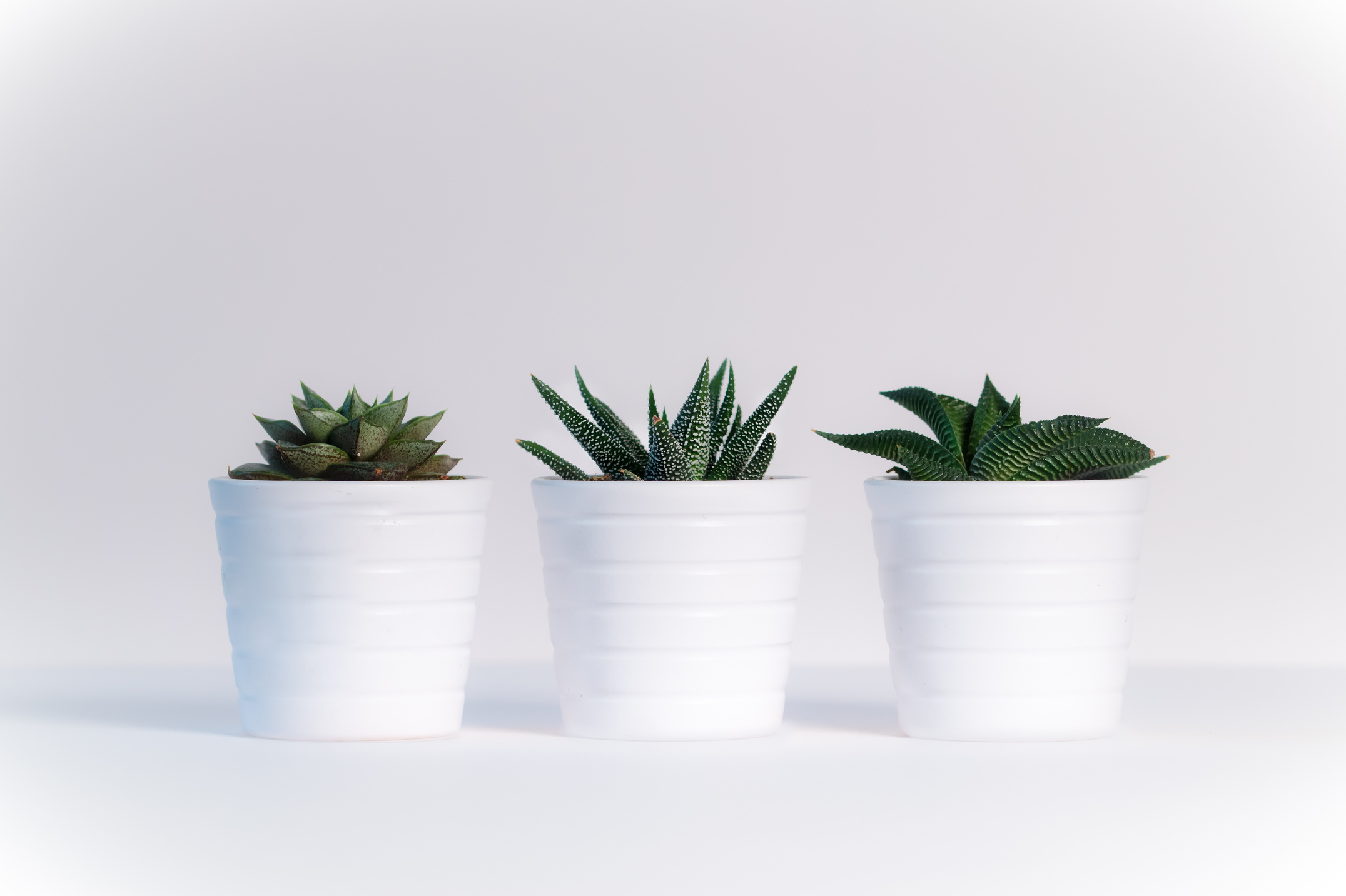 Plants on Pots